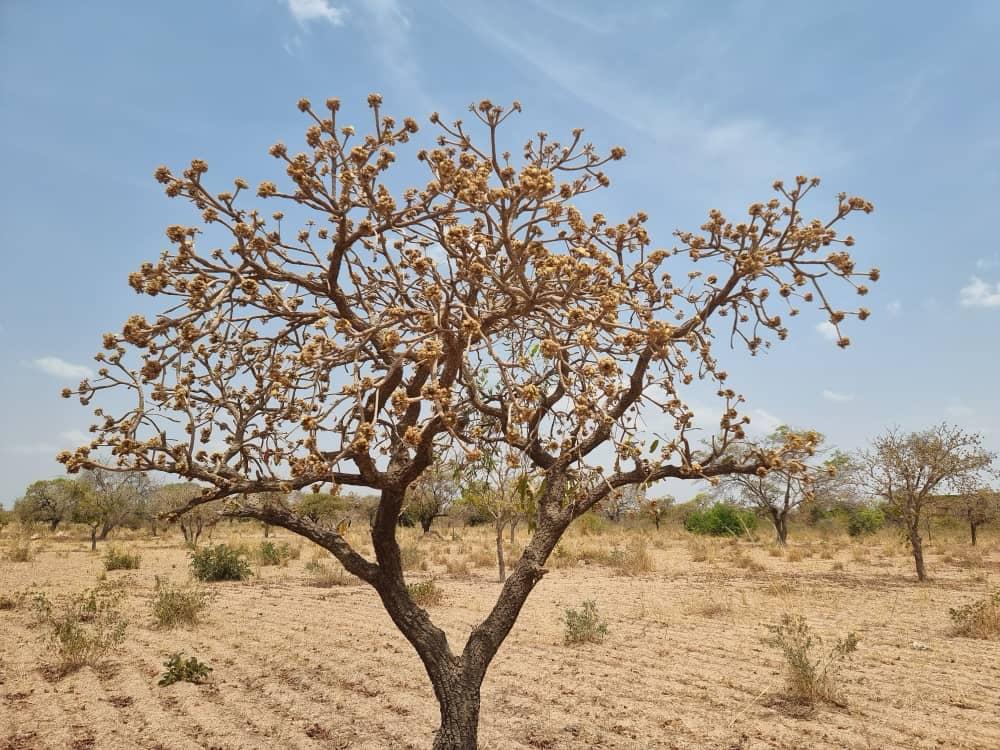Arbre en fleurs dans un paysage agricole