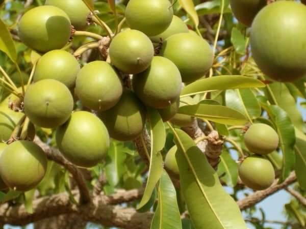 Fruits de karité verts sur leur arbre