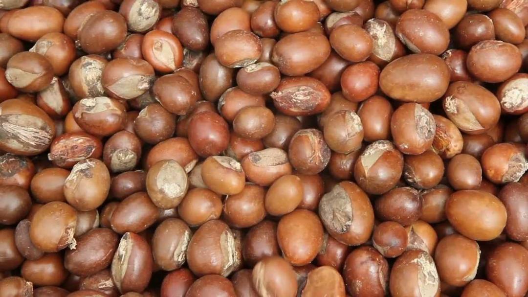 Gros plan de noix de karité brunes